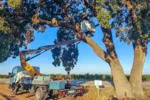 Saneada la “Carrasca de la Sandalia” en Tomelloso que había sufrido daños la noche del 24 de agosto