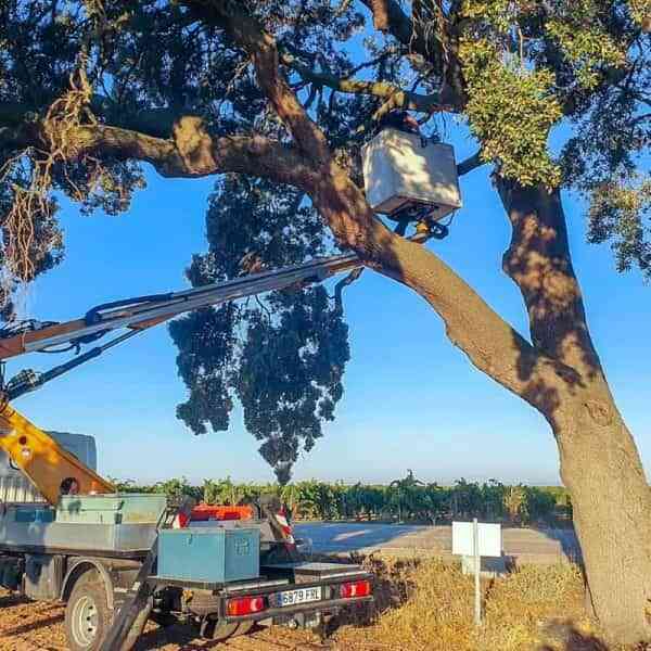 Saneada la “Carrasca de la Sandalia” en Tomelloso que había sufrido daños la noche del 24 de agosto