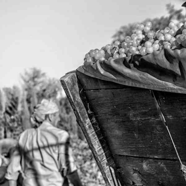 Ganadores del concurso “Mi rincón favorito de Tomelloso” fueron premiados hoy