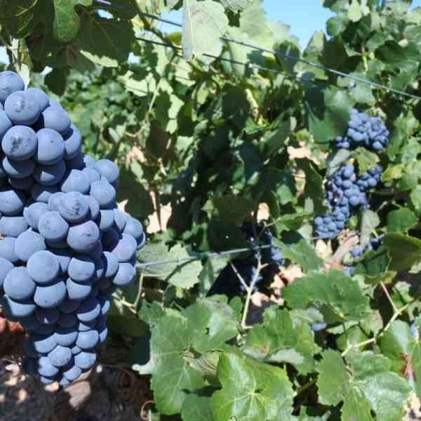 Viticultores exigen control ante un final de campaña razonable