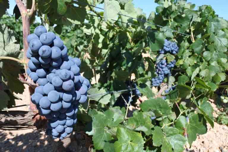 Viticultores exigen control ante un final de campaña razonable Viticultores exigen control ante un final de campaña razonable