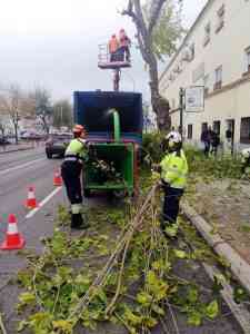Calles donde se llevarán a cabo las podas programadas la semana del 27 de diciembre al 2 de enero en Ciudad Real