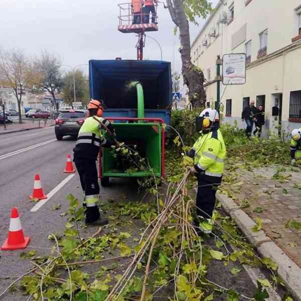 Calles donde se llevarán a cabo las podas programadas la semana del 27 de diciembre al 2 de enero en Ciudad Real