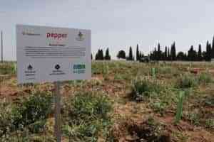 El ayuntamiento y Folia Project plantaron 650 árboles en el polígono industrial de Manzanares