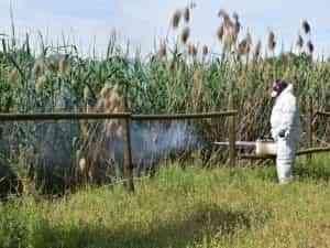Para acabar con los mosquitos fumigarán cada semana y hasta octubre 10 kilómetros del Canal de María Cristina