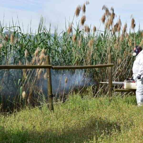 Para acabar con los mosquitos fumigarán cada semana y hasta octubre 10 kilómetros del Canal de María Cristina