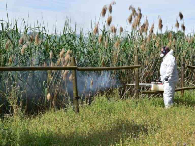 Para acabar con los mosquitos fumigarán cada semana y hasta octubre 10 kilómetros del Canal de María Cristina