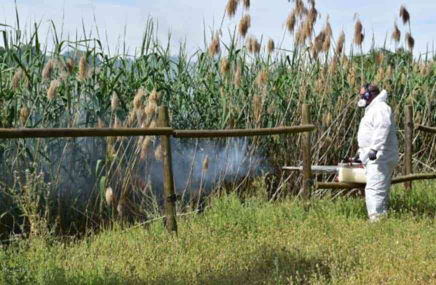 Para acabar con los mosquitos fumigarán cada semana y hasta octubre 10 kilómetros del Canal de María Cristina