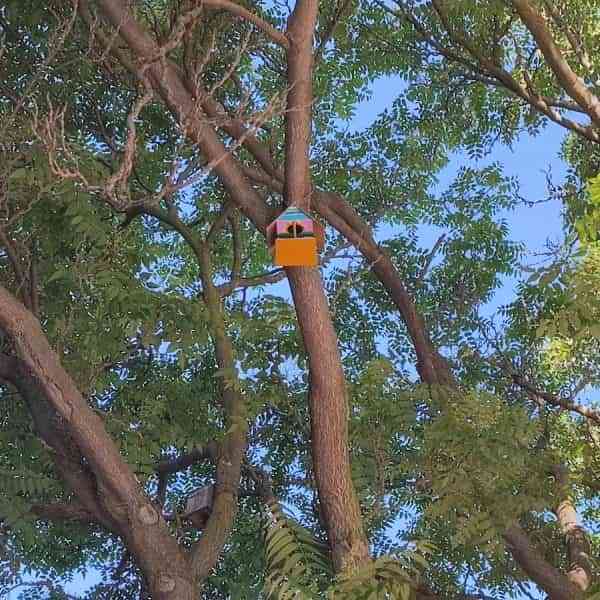 Alumnos del Colegio María Inmaculada colocan nidos de pájaros en el Paseo San Gregorio de Puertollano