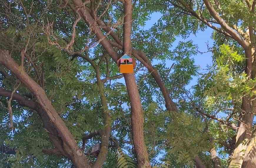 Alumnos del Colegio María Inmaculada colocan nidos de pájaros en el Paseo San Gregorio de Puertollano
