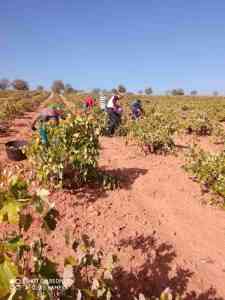 Arranca la vendimia 2022 en DO La Mancha con una visible reducción de cosecha pero gran calidad del fruto