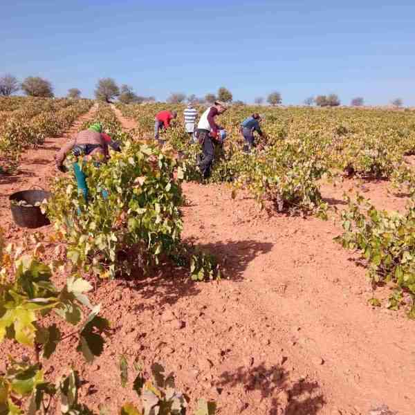 Arranca la vendimia 2022 en DO La Mancha con una visible reducción de cosecha pero gran calidad del fruto