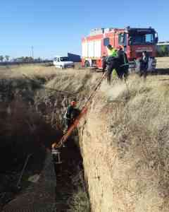 La Policía Local y los bomberos rescatan a un perro atrapado en un pozo de drenaje de la A43