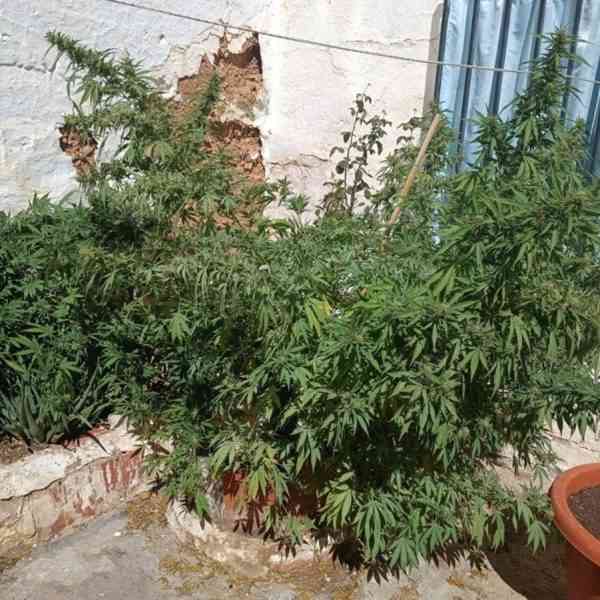 Localizadas 24 plantas de marihuana en varias viviendas en Tomelloso, tres detenidos y un investigado