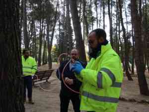 Tratamiento de endoterapia para prevención de la procesionaria en 300 pinos en distintas zonas de Albacete