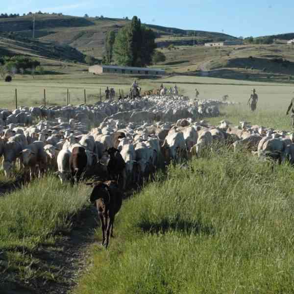 Agricultura declara zonas restringidas adicionales tras los focos de viruela ovina y caprina de la provincia de Cuenca