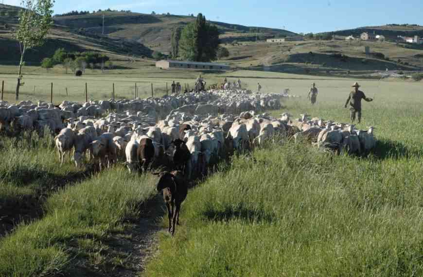 Agricultura declara zonas restringidas adicionales tras los focos de viruela ovina y caprina de la provincia de Cuenca