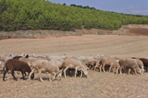 Nuevas medidas sanitarias en explotaciones de ovino y caprino en Castilla-La Mancha para prevenir brotes de viruela.