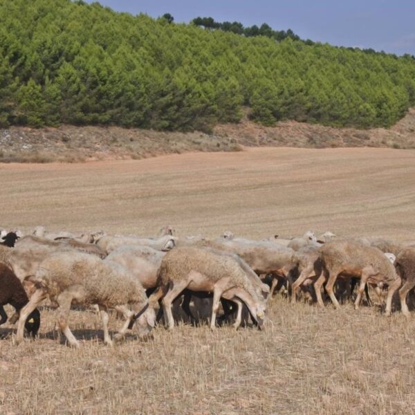 Nuevas medidas sanitarias en explotaciones de ovino y caprino en Castilla-La Mancha para prevenir brotes de viruela.