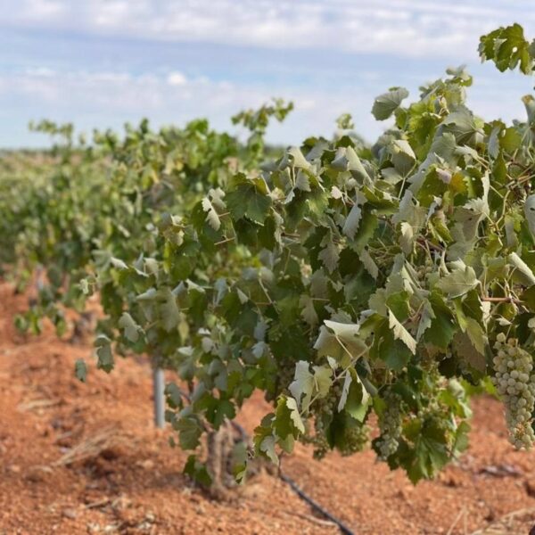 Asaja C-LM denuncia que las demoras en las peritaciones de Agroseguro están dificultando la vendimia de los viticultores