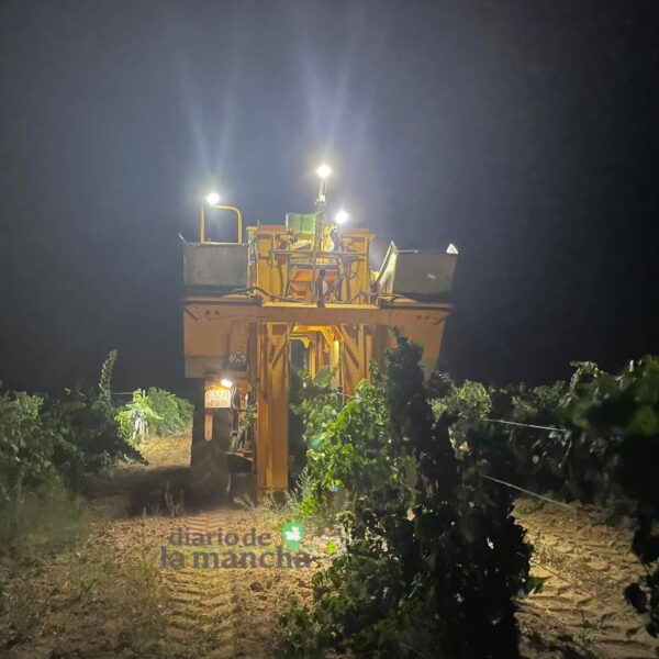 Comienza con fuerza la cosecha 2023 en la Denominación de Origen La Mancha.