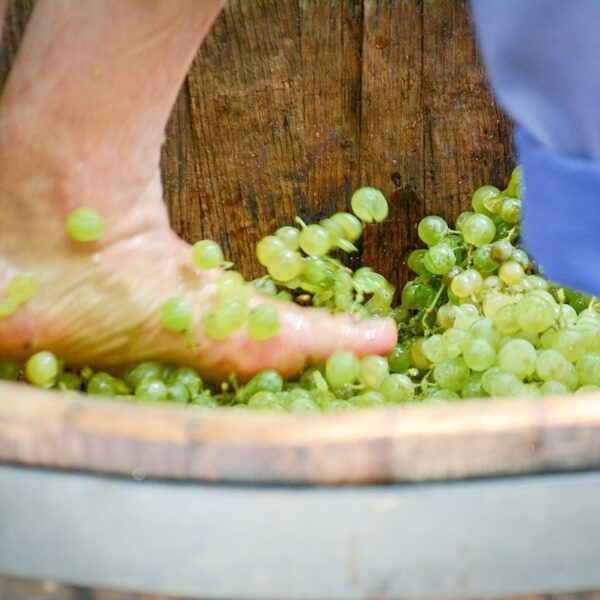 Cambio de ubicación de la Fiesta de la Vendimia Tradicional en Tomelloso debido a las inclemencias del tiempo.