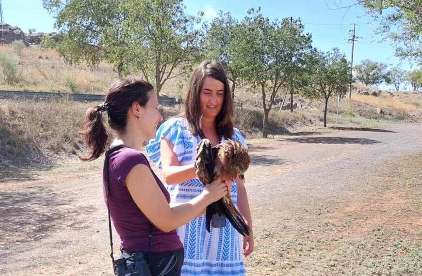Más de 700 ejemplares han sido recibidos en el Centro de Recuperación de Fauna Salvaje ‘El Chaparrillo’ en lo que va de año.