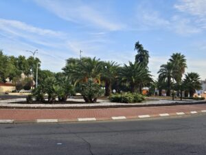 Transformación de la ciudad mediante un programa de plantación dirigido por la concejalía de Medio Ambiente, Parques y Jardines.