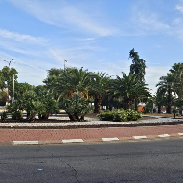 Transformación de la ciudad mediante un programa de plantación dirigido por la concejalía de Medio Ambiente, Parques y Jardines.