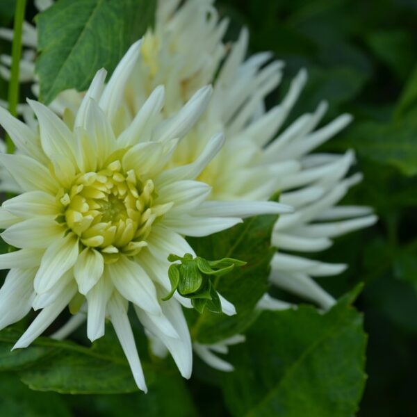 El Centro Tecnológico Industrial en 2024: un proyecto que marca el presente y futuro, según Blanca Fernández.