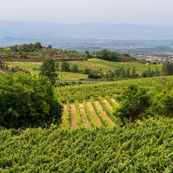 De Tomelloso a La Rioja, nuevo proyecto de Bodegas y Viñedos Verum