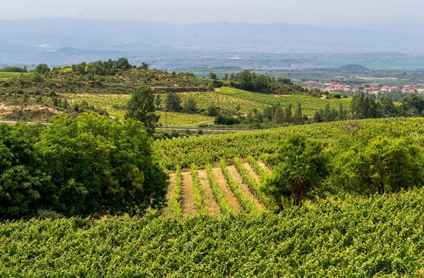 De Tomelloso a La Rioja, nuevo proyecto de Bodegas y Viñedos Verum