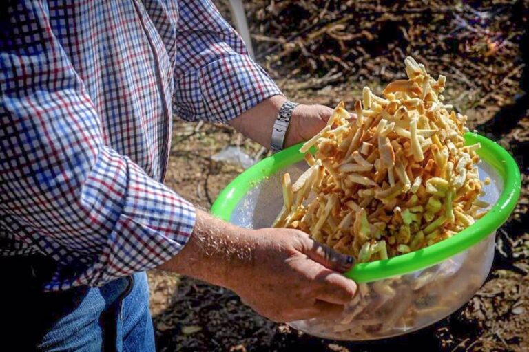 Concurso Local de Gachas, Migas y Pisto en Tomelloso para Celebrar el Día de la Región