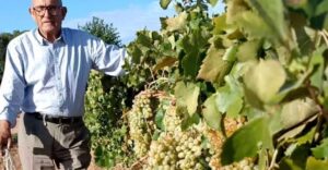 Nuevo Horario Anunciado para la XII Fiesta de la Vendimia Tradicional 2025 en la Bodega-Cueva Orígenes el 7 de Septiembre