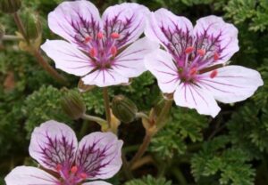 El IRIAF destaca progresos en la gestión de la biodiversidad botánica y el potencial agronómico de nuevas especies aromáticas en Cuenca.