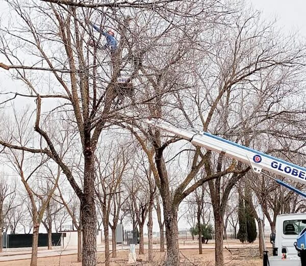 Ayuntamiento Impulsa Trabajos de Poda en la Ciudad Deportiva como Parte de su Planificación 2025