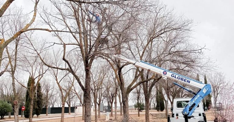 Ayuntamiento Impulsa Trabajos de Poda en la Ciudad Deportiva como Parte de su Planificación 2025