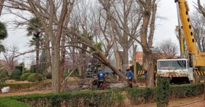 Continuan las Labores de Mantenimiento en el Parque de la Constitución, Tomelloso: Informa el Área de Medio Ambiente del Ayuntamiento