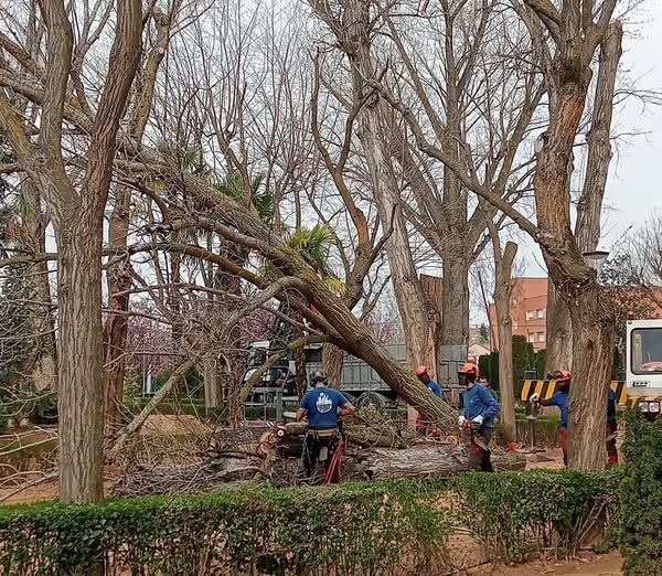 Continuan las Labores de Mantenimiento en el Parque de la Constitución, Tomelloso: Informa el Área de Medio Ambiente del Ayuntamiento