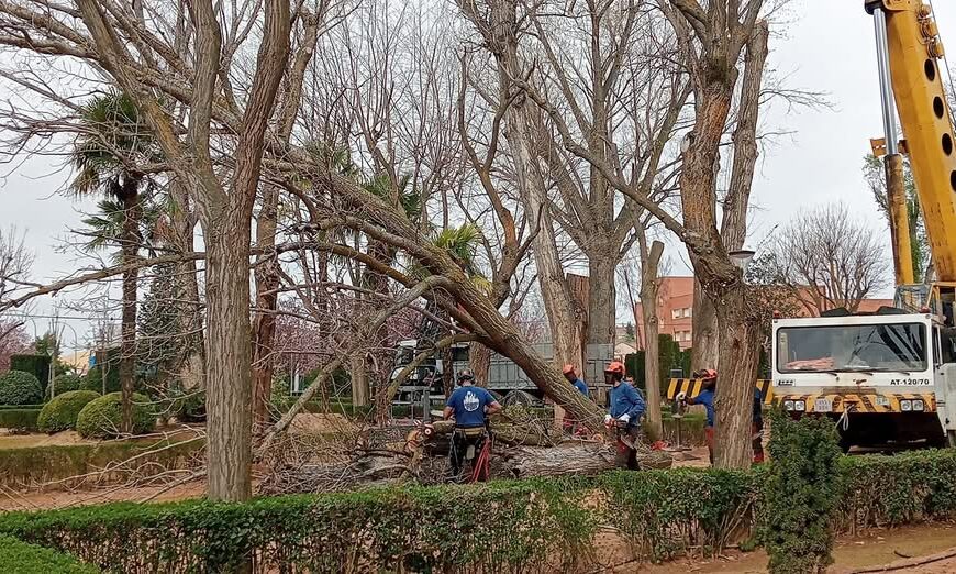 Continuan las Labores de Mantenimiento en el Parque de la Constitución, Tomelloso: Informa el Área de Medio Ambiente del Ayuntamiento